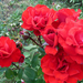 P1130724 piros rózsa