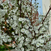 P1290581 fehér virágpompa