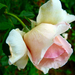 P1320654 rózsa
