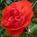 P1320751 rózsa
