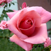 P1330148 rózsa