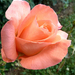 P1320802 rózsa