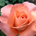 P1320801 rózsa