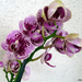 P1450036 orhidea