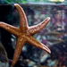 Tengeri csillag, Vancouver Aquarium, Stanley Park, Vancouver
