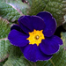 Kék Primula