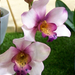 Gardenexpo Orchidea ünnep