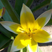 Holland tulipán