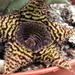 Huernia volkartii