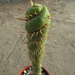 Eulychnia castanea f. spiral