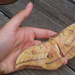 Tölgy-pávaszem (antheraea yamamai)