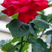Sablon rózsa
