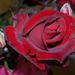 Album - virágok  makro rózsa