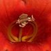trombitafolyondár virágbelső