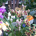Kép-orchideák