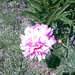 B.rózsa virága
