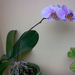 orhidea 009
