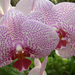 Orchidea 2.