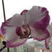 Lila szélű orchidea