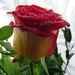 Színjátszós rózsa