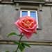 Egy szép rózsaszál
