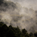 füstös erdő